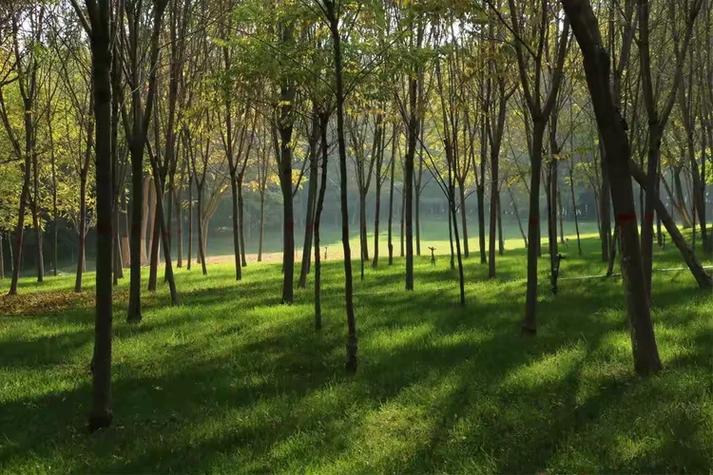 中卫香山公园晨秋落叶